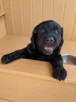 Lola, a female Goldendoodle and Labradoodle for sale in San Diego, CA – 1 of 3