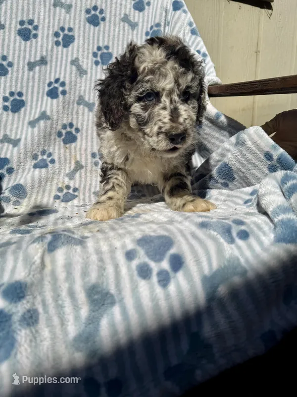 Neuman F1B – Aussiedoodle, Poodle - Standard  puppy for sale in San Diego, CA