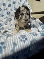 Neuman F1B, a male Aussiedoodle and Poodle - Standard  for sale in San Diego, CA – Photo 1 of 3