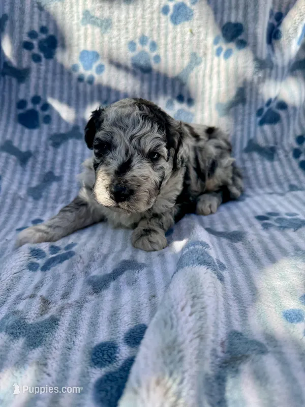 Neuman – Aussiedoodle, Poodle - Standard  puppy for sale in San Diego, CA