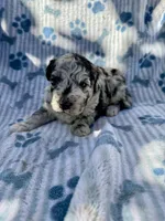 Neuman F1B, a male Aussiedoodle and Poodle - Standard  for sale in San Diego, CA – Photo 3 of 3