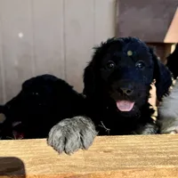 Luke, a male Labradoodle for sale in San Diego, CA – Photo 1 of 2