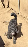 Luke, a male Labradoodle for sale in San Diego, CA – Photo 2 of 2