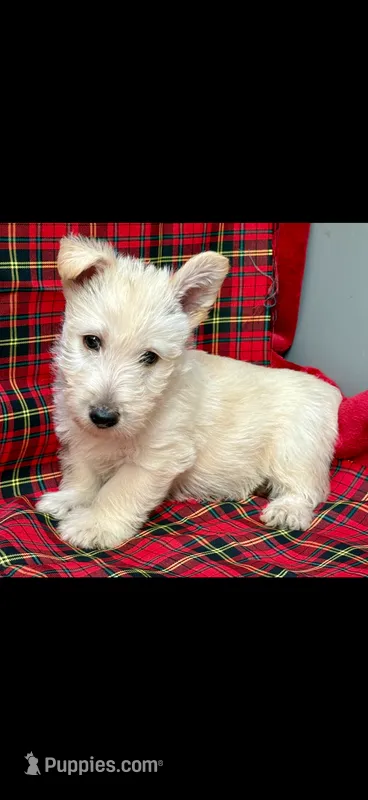 Winston – Scottish Terrier puppy for sale in San Diego, CA