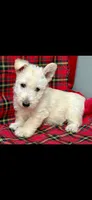 Winston, a male Scottish Terrier for sale in San Diego, CA – 1 of 2