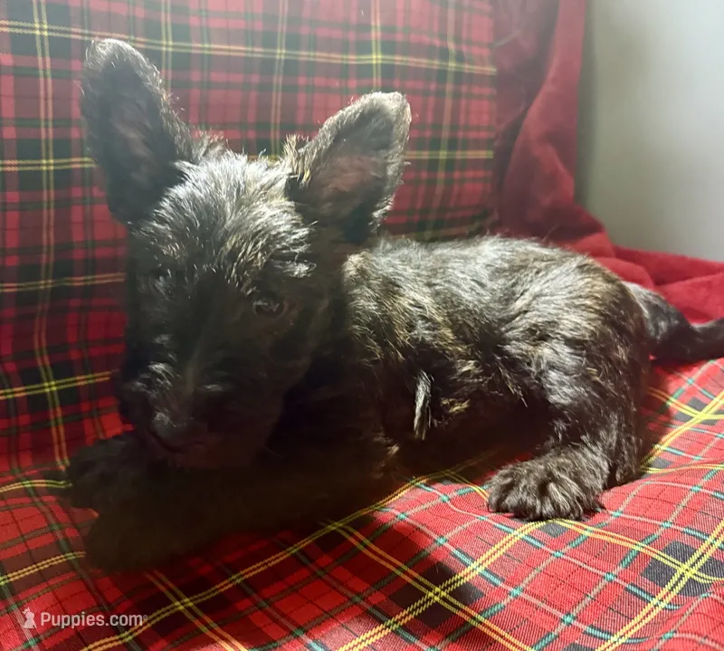 Ruby Tuesday – Scottish Terrier puppy for sale in San Diego, CA