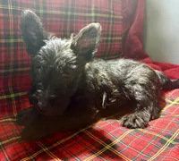 Ruby Tuesday, a female Scottish Terrier for sale in San Diego, CA – 1 of 5