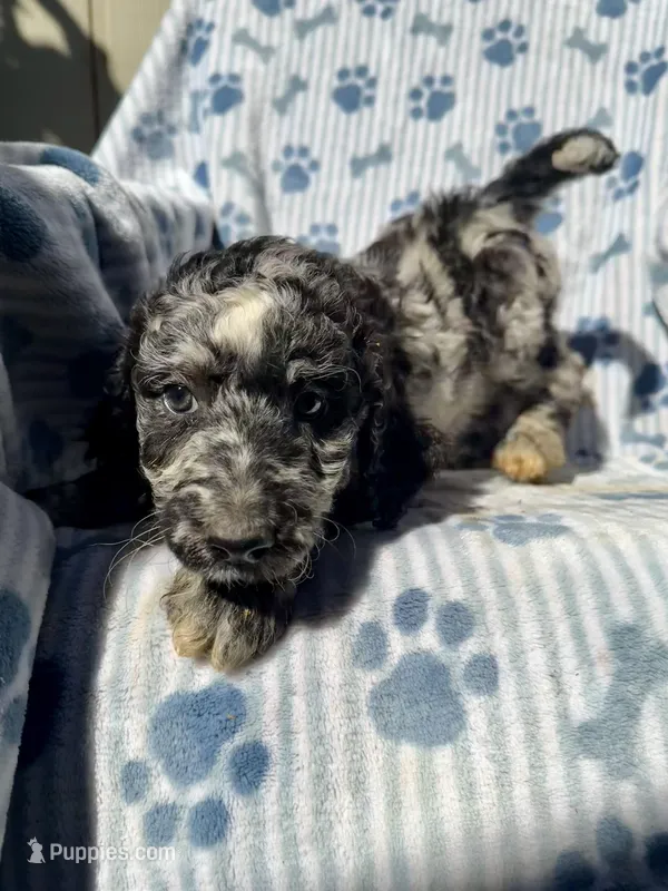 Max F1B – Aussiedoodle puppy for sale in San Diego, CA
