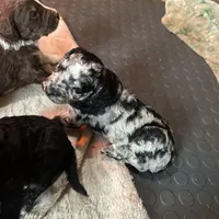 Max F1B, a male Aussiedoodle for sale in San Diego, CA – Photo 2 of 2