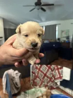 Winston, a male Scottish Terrier for sale in San Diego, CA – 2 of 2