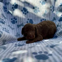 Cookie F1B, a female Aussiedoodle for sale in San Diego, CA – Photo 2 of 2