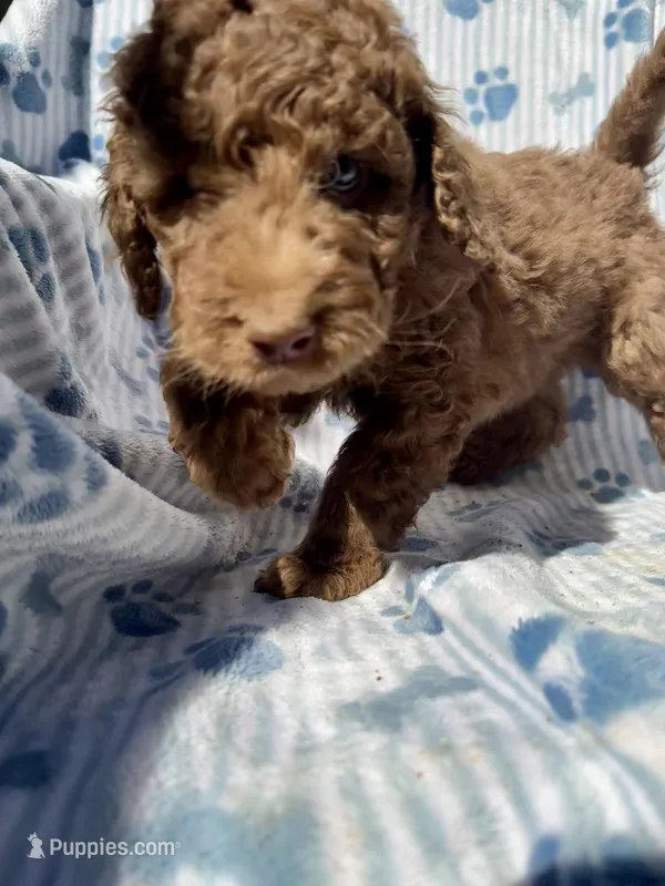 Cookie – Aussiedoodle, Poodle - Standard  puppy for sale in San Diego, CA