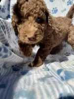 Cookie F1B, a female Aussiedoodle for sale in San Diego, CA – Photo 1 of 2