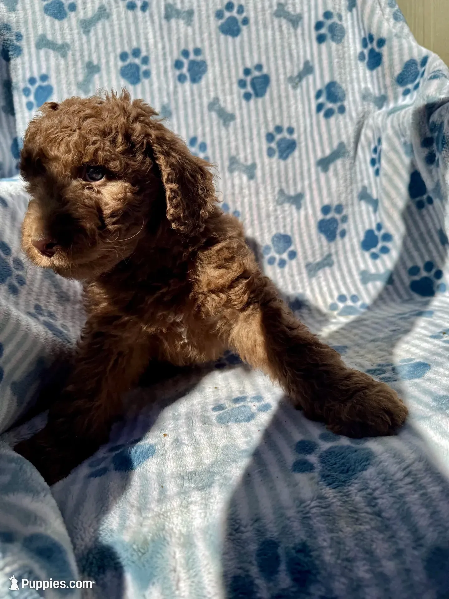 Chewy, a male Aussiedoodle for sale in San Diego, CA – 2 of 3