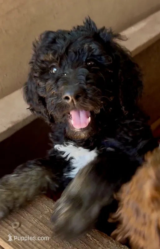  Sasha – Aussiedoodle puppy for sale in San Diego, CA