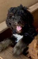  Sasha, a female Aussiedoodle for sale in San Diego, CA – 1 of 2