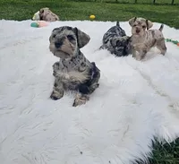 Hoppy, a male Miniature Schnauzer for sale in Lufkin, TX – Photo 5 of 8