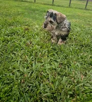 Hoppy, a male Miniature Schnauzer for sale in Lufkin, TX – Photo 6 of 8