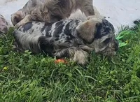 Hoppy, a male Miniature Schnauzer for sale in Lufkin, TX – Photo 7 of 8