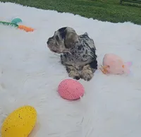 Hoppy, a male Miniature Schnauzer for sale in Lufkin, TX – Photo 2 of 8