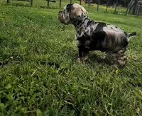 Hoppy, a male Miniature Schnauzer for sale in Lufkin, TX – Photo 8 of 8