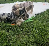 Hoppy, a male Miniature Schnauzer for sale in Lufkin, TX – Photo 4 of 8