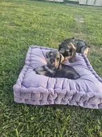 Bean , a male Miniature Schnauzer for sale in Lufkin, TX – Photo 4 of 5