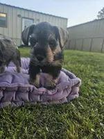 Bean , a male Miniature Schnauzer for sale in Lufkin, TX – Photo 2 of 5