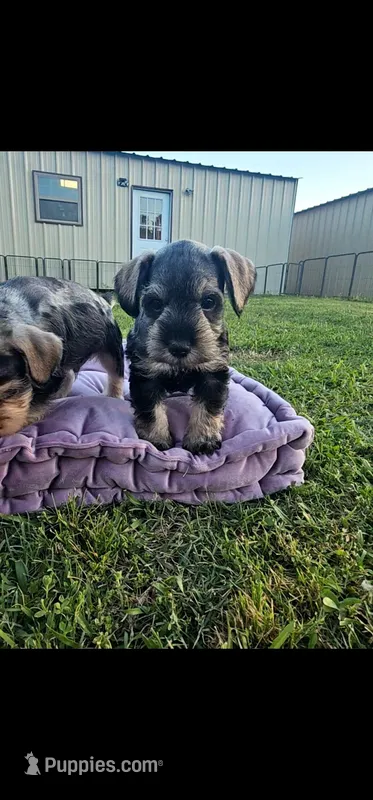 Bean  – Miniature Schnauzer puppy for sale in Lufkin, TX