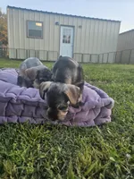 Bean , a male Miniature Schnauzer for sale in Lufkin, TX – Photo 5 of 5