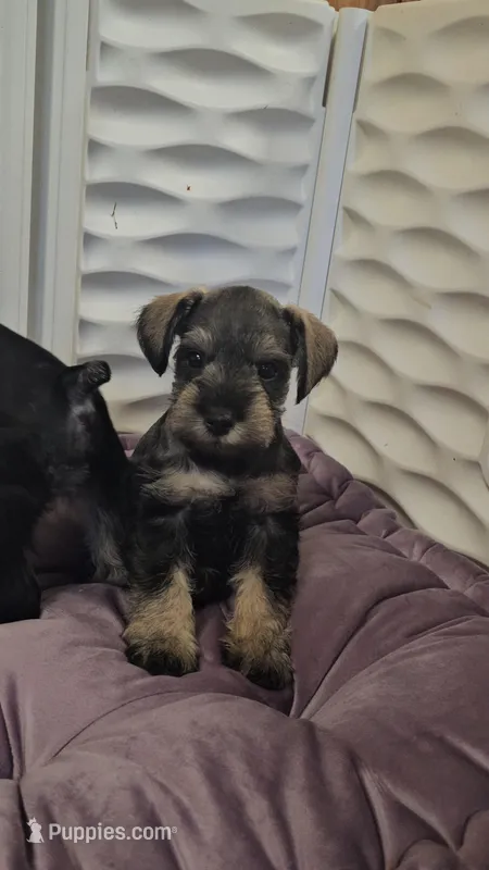 Bean  – Miniature Schnauzer puppy for sale in Lufkin, TX