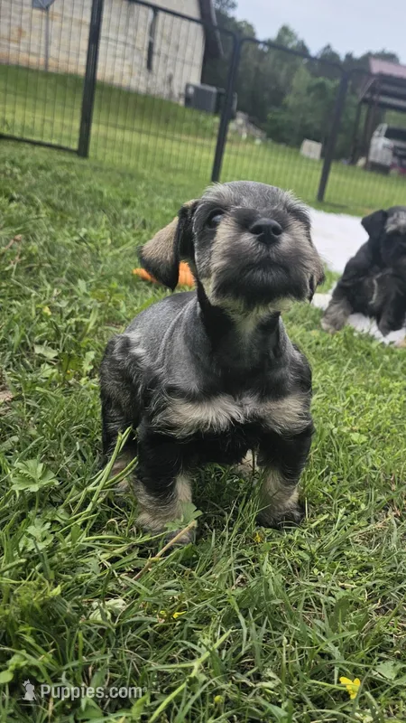 Bean – Miniature Schnauzer puppy for sale in Lufkin, TX