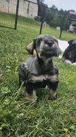 Bean, a male Miniature Schnauzer for sale in Lufkin, TX – Photo 1 of 5