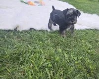 Bean, a male Miniature Schnauzer for sale in Lufkin, TX – Photo 4 of 5