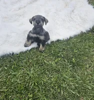 Bean, a male Miniature Schnauzer for sale in Lufkin, TX – Photo 5 of 5