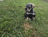 Bean, a male Miniature Schnauzer for sale in Lufkin, TX – Photo 3 of 5