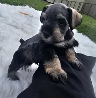 Bean, a male Miniature Schnauzer for sale in Lufkin, TX – Photo 2 of 5