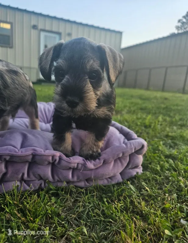 Bean – Miniature Schnauzer puppy for sale in Lufkin, TX