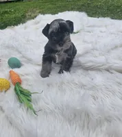 Thumper, a male Miniature Schnauzer for sale in Lufkin, TX – Photo 5 of 5