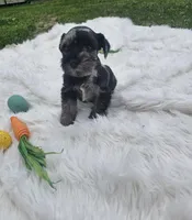 Thumper, a male Miniature Schnauzer for sale in Lufkin, TX – Photo 3 of 5