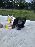 Thumper, a male Miniature Schnauzer for sale in Lufkin, TX – Photo 4 of 5