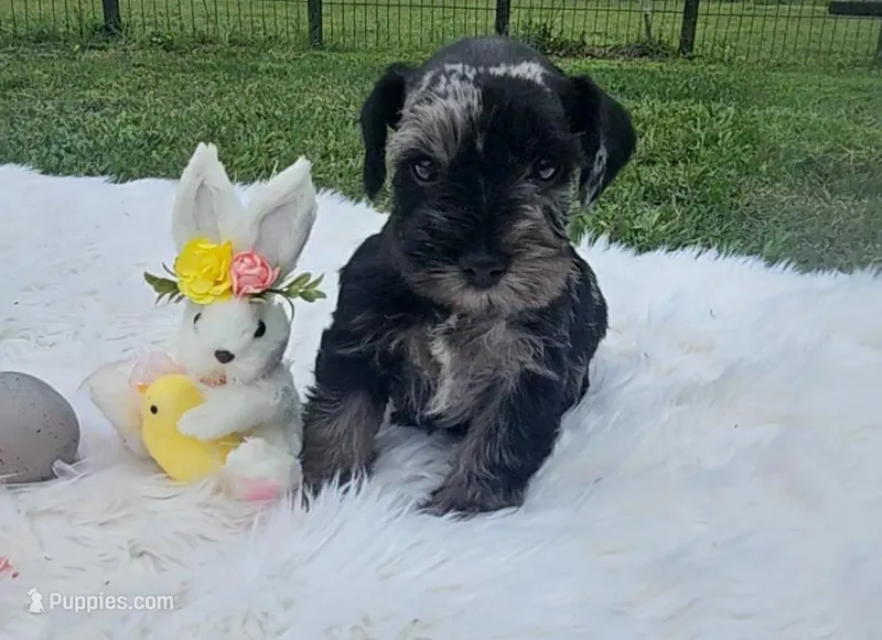 Thumper – Miniature Schnauzer puppy for sale in Lufkin, TX