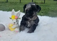 Thumper, a male Miniature Schnauzer for sale in Lufkin, TX – Photo 1 of 5