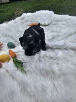 Thumper, a male Miniature Schnauzer for sale in Lufkin, TX – Photo 2 of 5