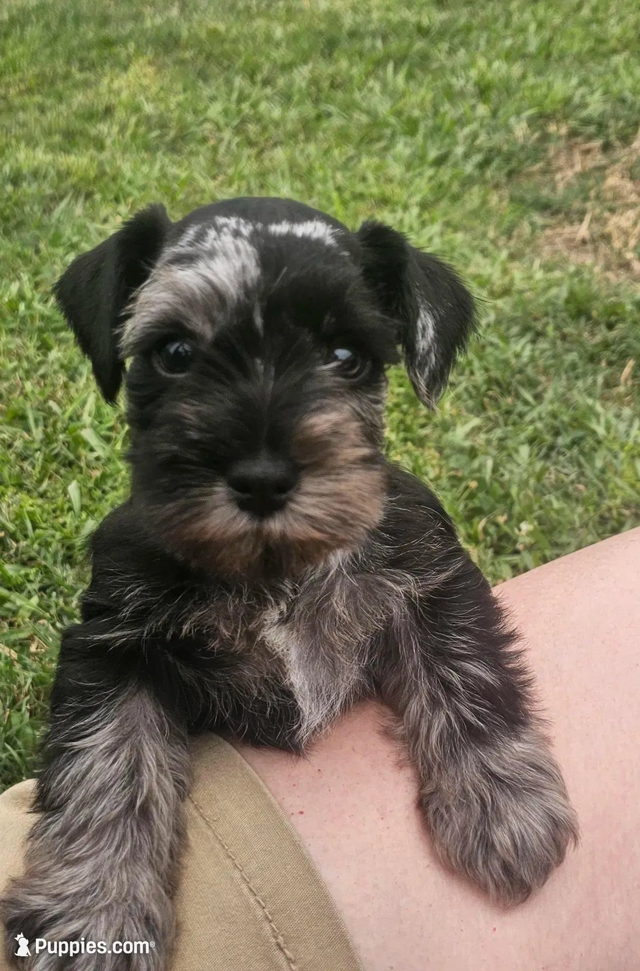 Thumper – Miniature Schnauzer puppy for sale in Lufkin, TX