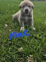 Mac, a female Anatolian Shepherd Dog and Great Pyrenees for sale in Lufkin, TX – Photo 2 of 4