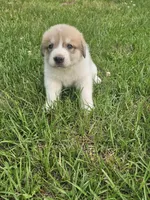 Willie , a male Anatolian Shepherd Dog and Great Pyrenees for sale in Lufkin, TX – Photo 2 of 7