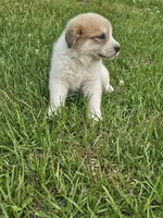 Willie , a male Anatolian Shepherd Dog and Great Pyrenees for sale in Lufkin, TX – Photo 4 of 7