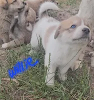 Willie , a male Anatolian Shepherd Dog and Great Pyrenees for sale in Lufkin, TX – Photo 5 of 7
