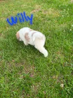 Willie , a male Anatolian Shepherd Dog and Great Pyrenees for sale in Lufkin, TX – Photo 3 of 7